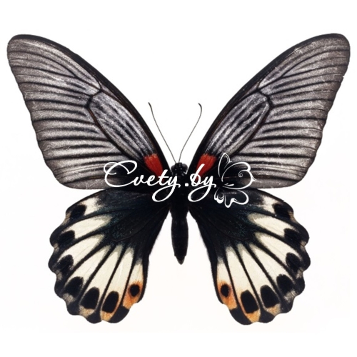 Жасмин (Papilio Memnon)