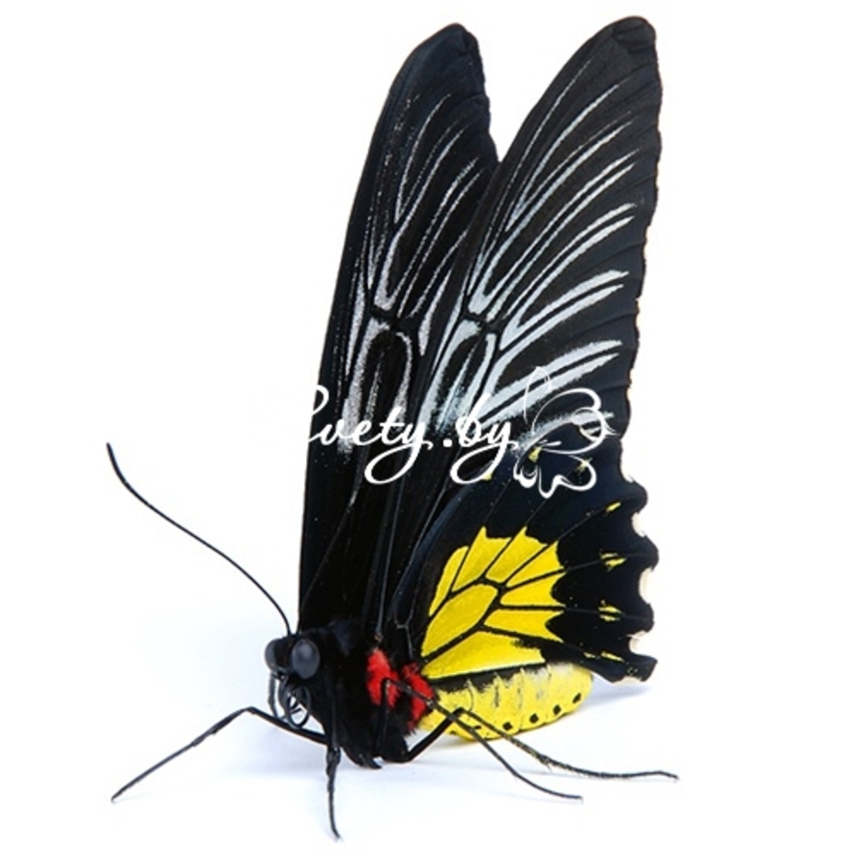 Троидес Радамант (Troides rhadamantus)