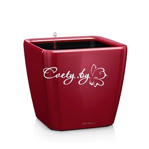 Quadro LS 28. �������� ������ Cvety.by