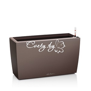 Cararo. �������� ������ Cvety.by