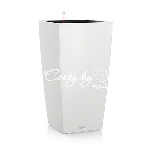 Cubico Color 30 . �������� ������ Cvety.by