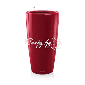 Rondo 40. �������� ������ Cvety.by