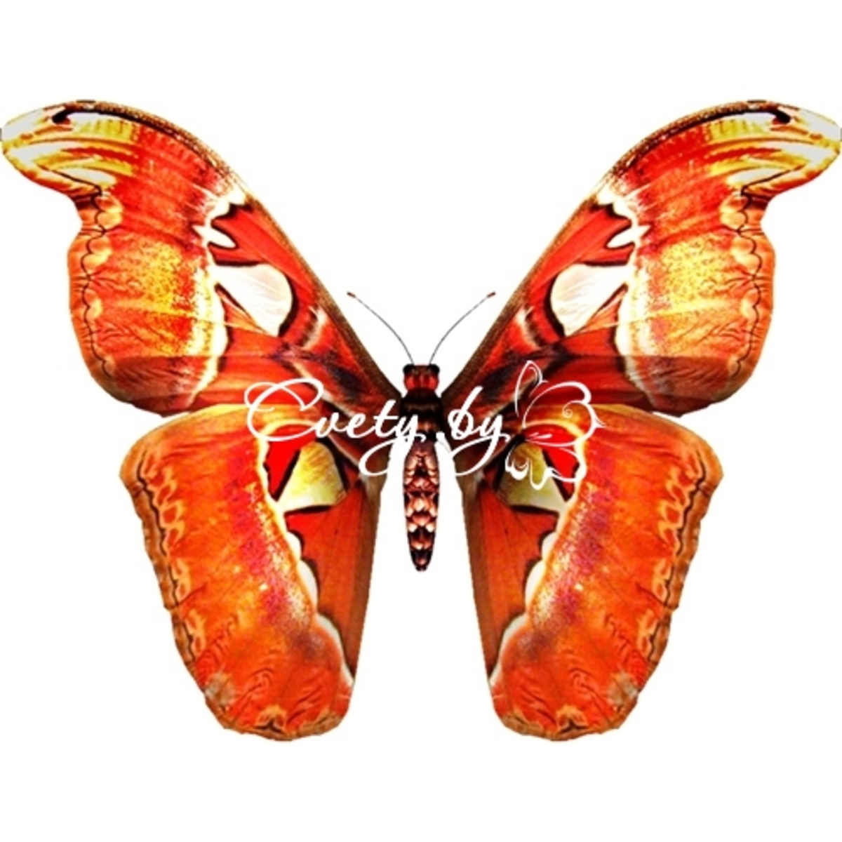 Павлиноглазка Атлас (Attacus Atlas)