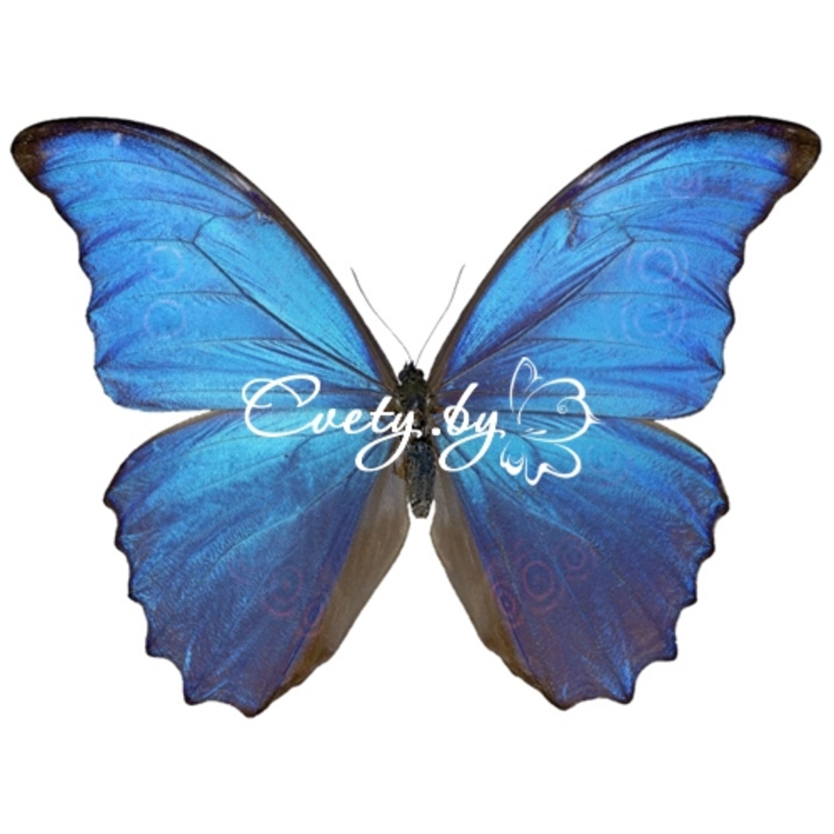 Голубой Морфо (Morpho Peleides)